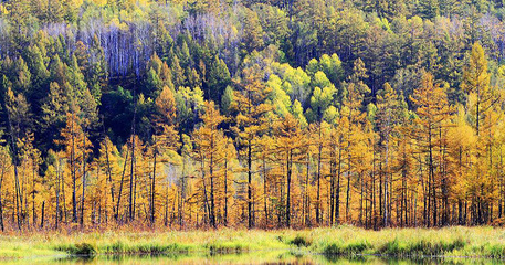 林業(yè)產(chǎn)業(yè)40年轉(zhuǎn)型升級(jí)之路 從傳統(tǒng)到數(shù)字化的華麗轉(zhuǎn)身