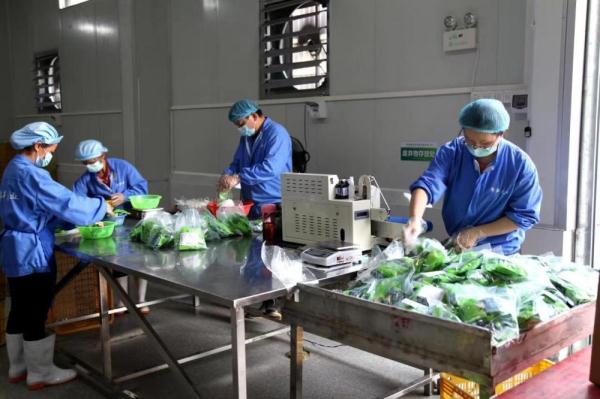 竹韻生金 一片竹林帶旺的南粵美麗鄉村